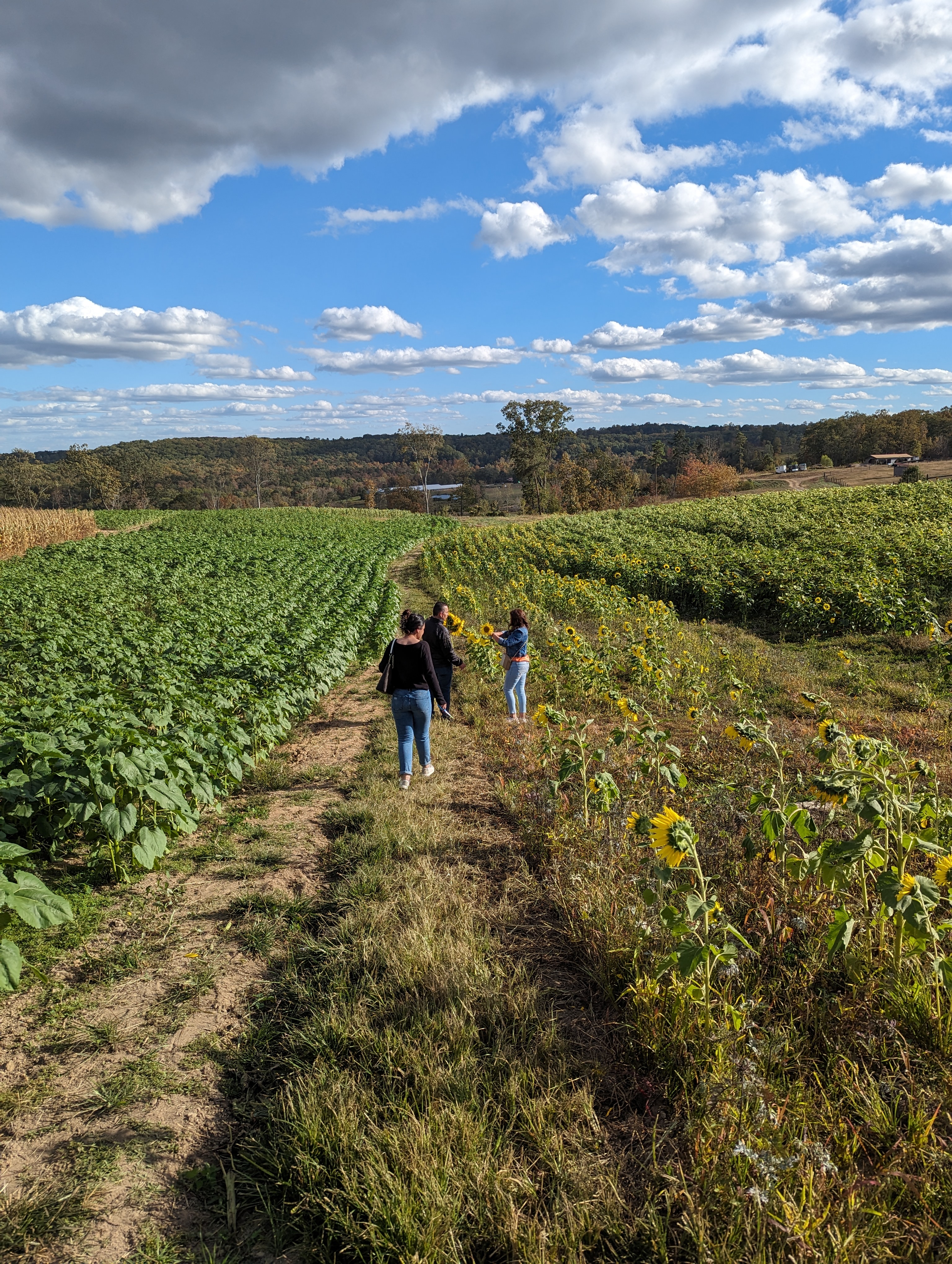 A beautiful farm