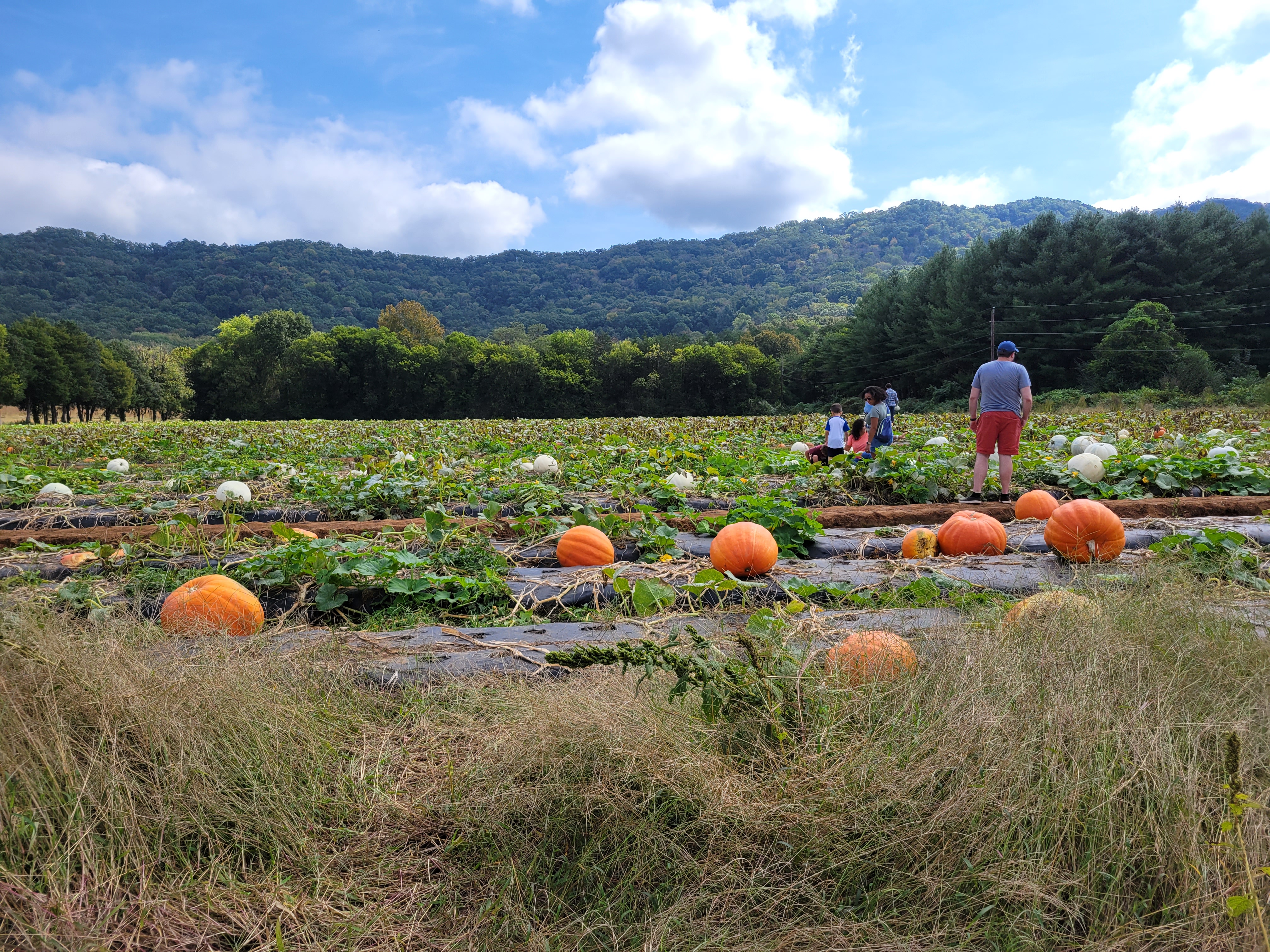 A patch of pumpkins